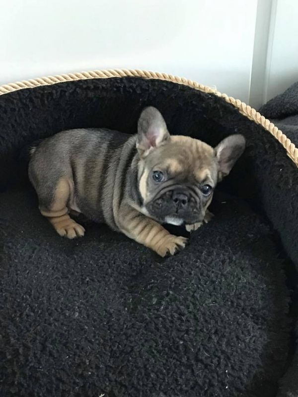  cuccioli di Bulldog Francese  ( Gratis )