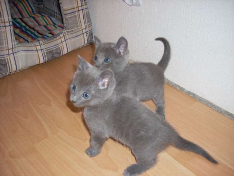 3 gattini certosini per l'adozione