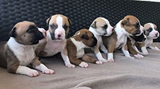 Disponibili 6 cuccioli di Amstaff