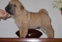 Bellissimi cuccioli di shar pei