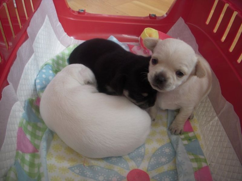 Regalo cuccioli di chihuahua Mini toy