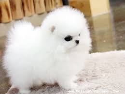 Regalo Volpini cuccioli di pomerania