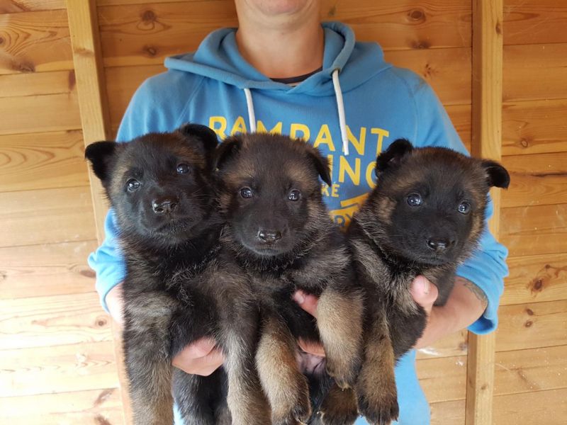 Regalo Pastore tedeco cuccioli, i cuccioli verranno Dato dopo 90 giorni dalla nascita, provvisti di: