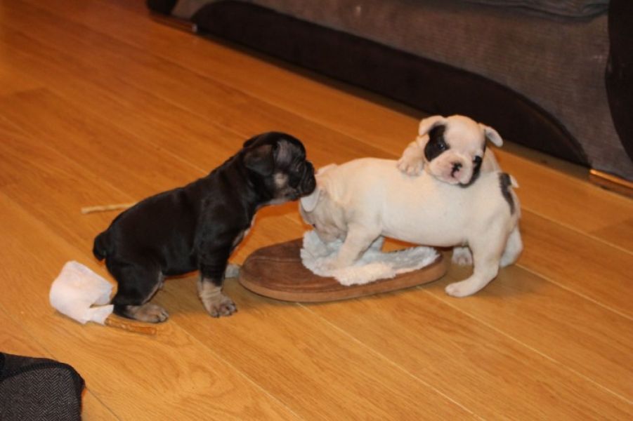 Bellissime Cuccioli di bulldog francese