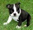 Cuccioli di Boston terrier,  cuccioli di Boston terrier,.................