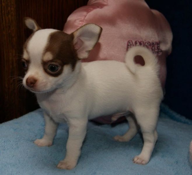 Molto bella e sani cuccioli di chihuahua per adozione maschi e femmine disponibili (gratis)