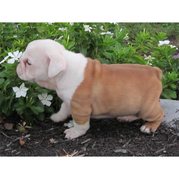 Bulldog ingress in regalo.