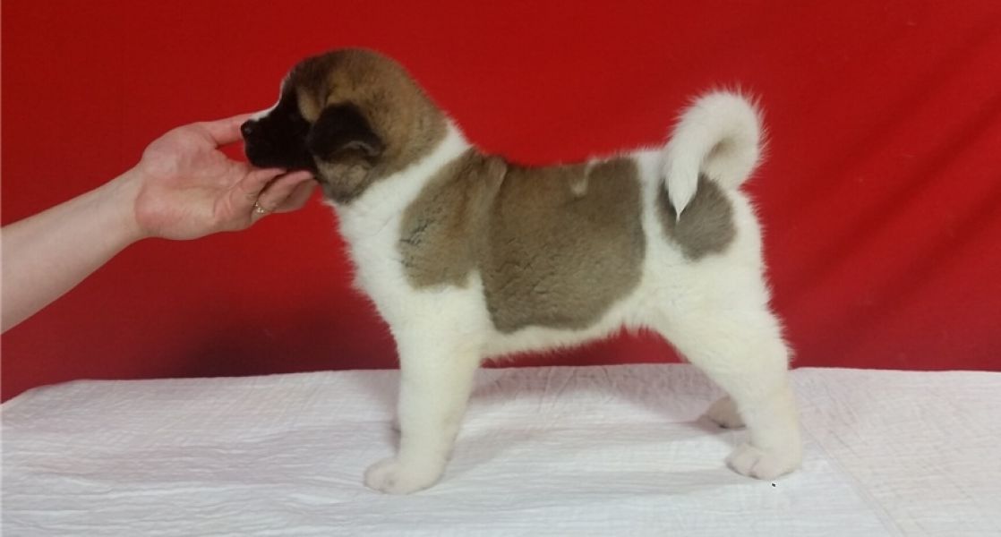 Regalo Cucciolo di Akita inu in pronta consegna