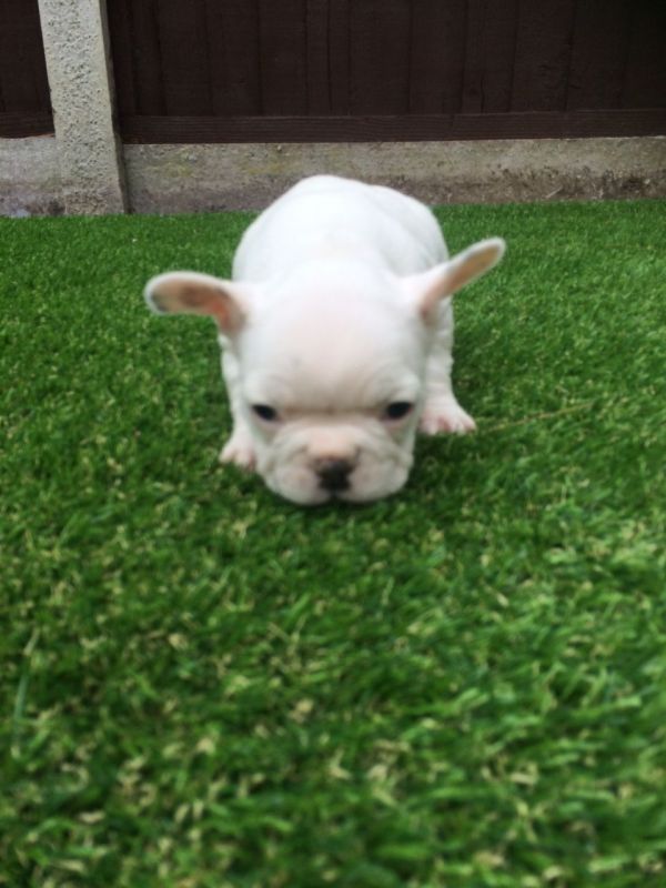 Bellissime Cuccioli di bulldog francese