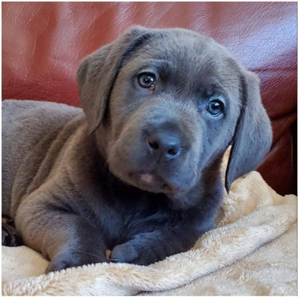 Bello Labrador , Maschio e femmina,In regalo