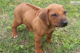 Adorabili cuccioli di rhodesian ridgeback femminucce e maschietti disponibili per l'adozione cucciol