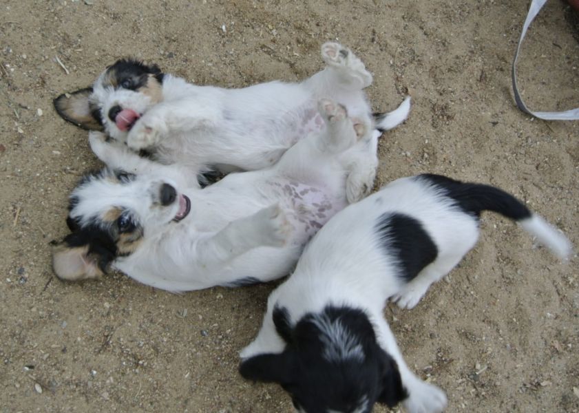  cuccioli di Basset Hound  per adozione ( regalo  )