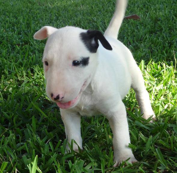 Molto bella e sani cuccioli di bull terrier per adozione maschi e femmine disponibili (gratis) 