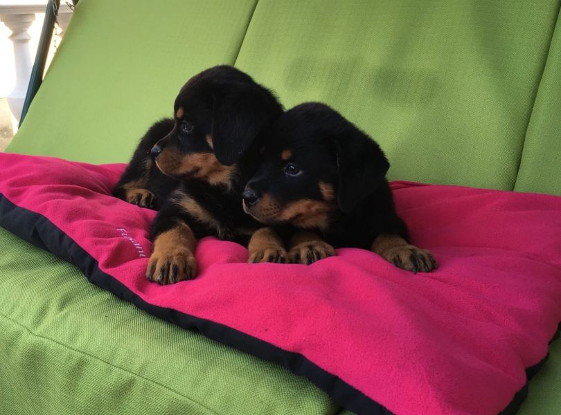  cuccioli di ROTTWEILER   ( per regalo )