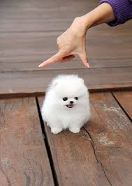 	 Spitz tedesco nano Pomerania