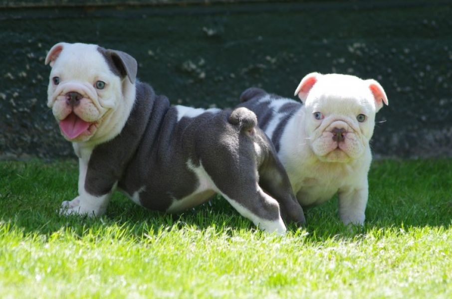 Regalo Bulldog inglese cuccioli disponibili