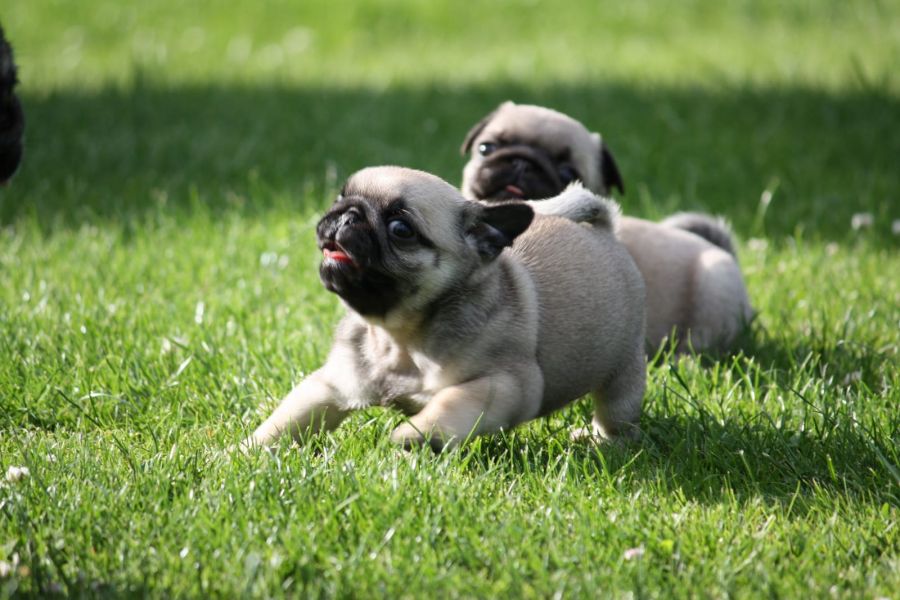  regalo cuccioli di carlino  disponibili per l'adozione