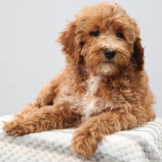 Regalo abbiamo cuccioli di barboncino 
