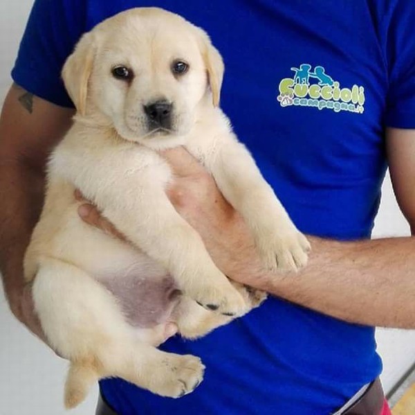 Cuccioli labrador retriever