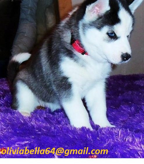 Siberian Husky