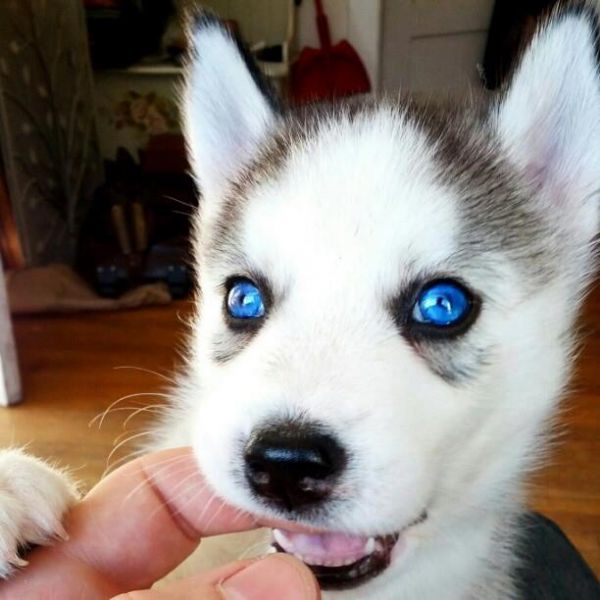 Cucciole di husky siberiano