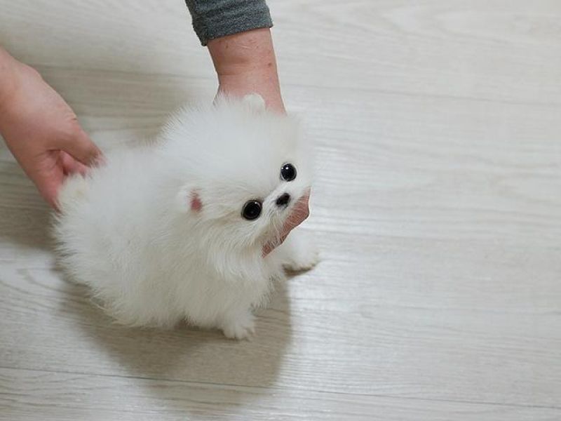 Regalo Volpini cuccioli di pomerania