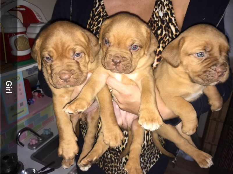 Socievole e Coraggioso cuccioli di Dogue de Bordeaux