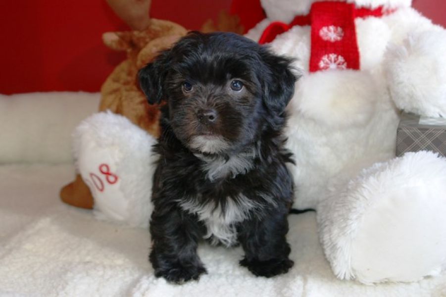 REGALO Dolci cuccioli Havanese per l'adozione
