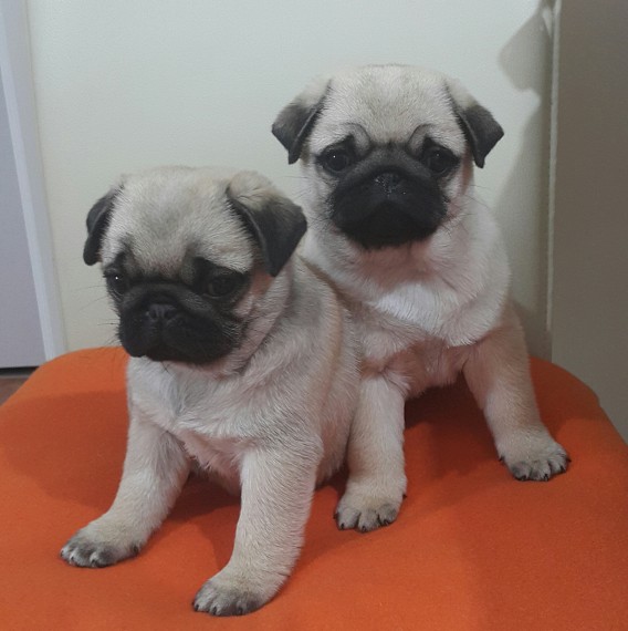 Regalo Cuccioli di Carlino