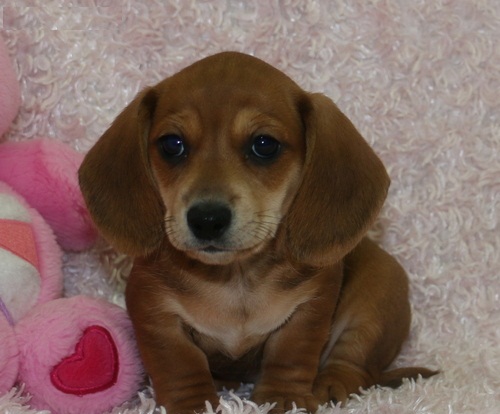Regalo adorabili cuccioli di  Bassotto femminucce e maschietti disponibili per l'adozione gratuita i