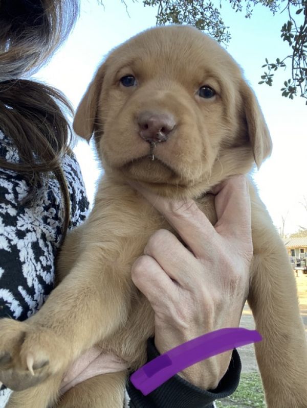  Labrador cuccioli introvabili cuccioli E-MAIL  (marieiris783@gmail.com)  Labrador cuccioli introvab