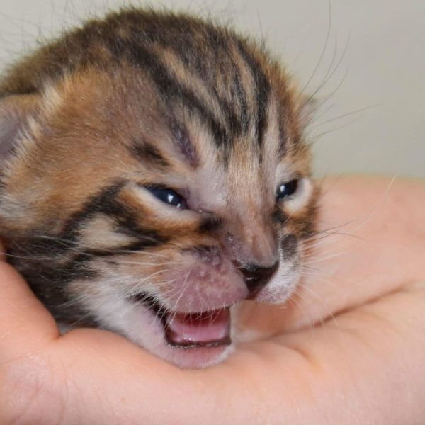 Gattini di bengala  per adozione ( regalo  )