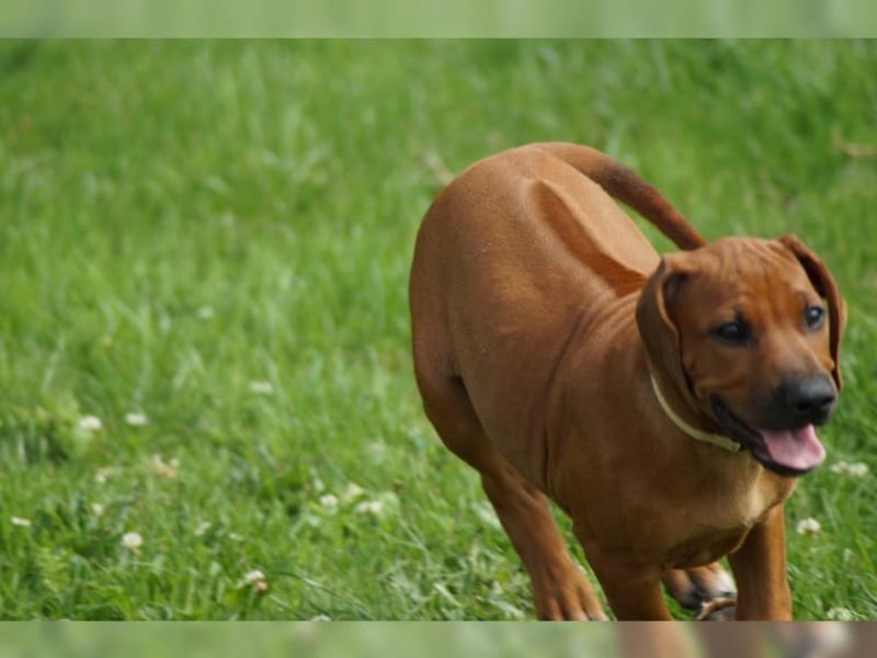 Rhodesian Ridgeback con pedigree