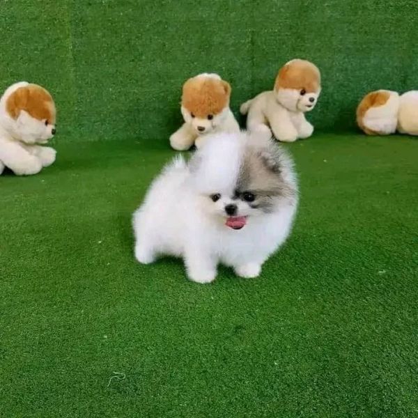 Regalo Volpino di pomerania femmina