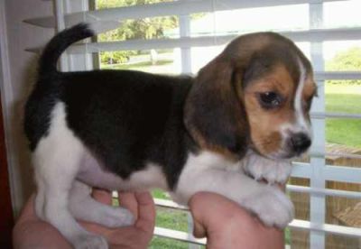 CUCCIOLO DI BEAGLE  REGALO