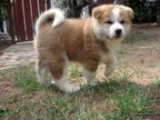 Adorabili cuccioli di akita inu femminucce e maschietti disponibili per l'adozione cuccioli sono vac