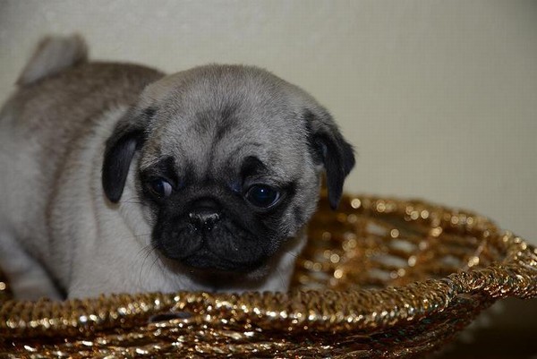 Carlino
