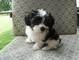 Splendidi cuccioli di barboncino toy