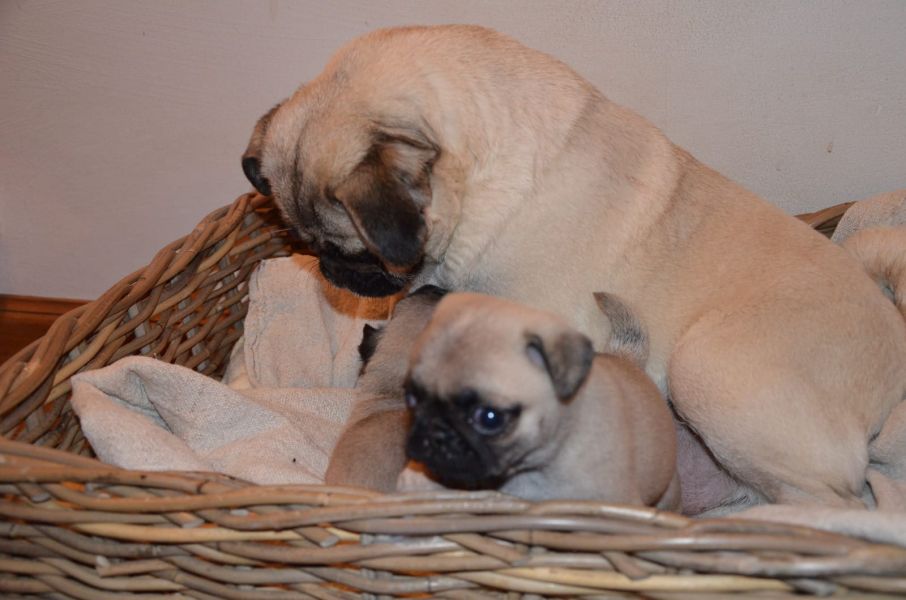  cuccioli di carlino  ( per regalo )