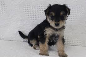 Adorabili cuccioli di yorkshire femminucce e maschietti disponibili per l'adozione cuccioli sono vac