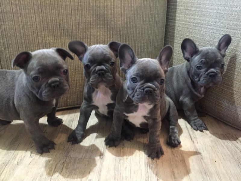 REGALO Cuccioli di Bulldog Francese
