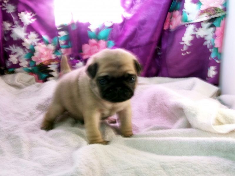Bellissimi cuccioli carlino