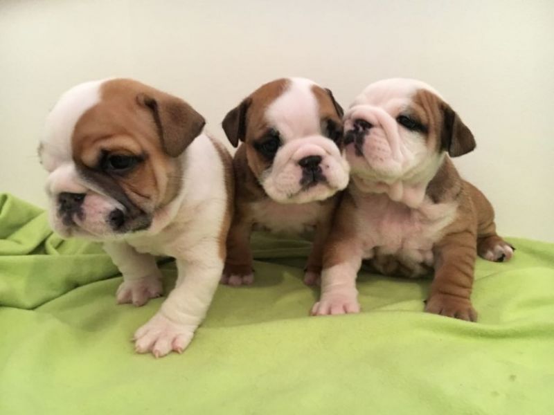 Regalo Bulldog inglese cuccioli disponibili