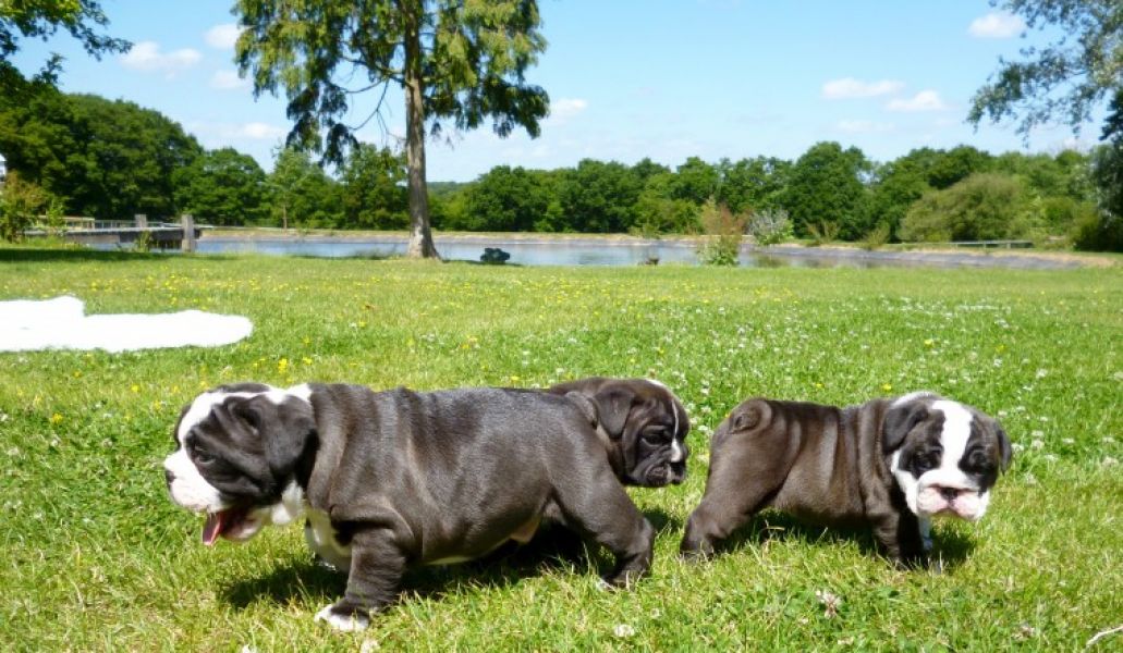 Regalo Bulldog inglese cuccioli disponibili