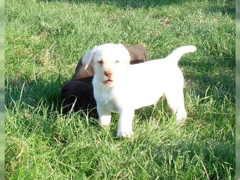 Cuccioli di Labrador con pedegree
