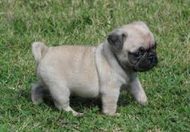 Adorabili cuccioli di dolce carlino femminucce e maschietti disponibili per l'adozione
