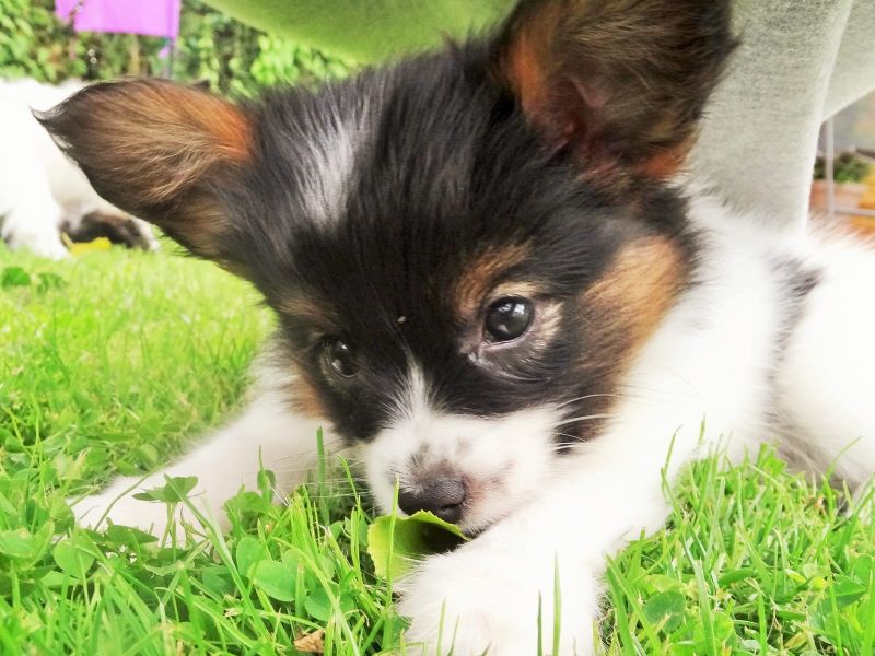 cuccioli di papillon  per adozione ( maschio e femmina )