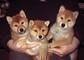 Cuccioli di shiba inu maschio e femmina