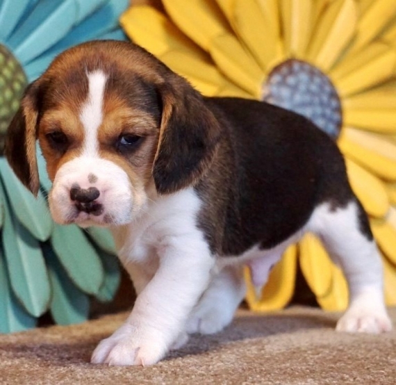 Regalo cuccioli di Beagle