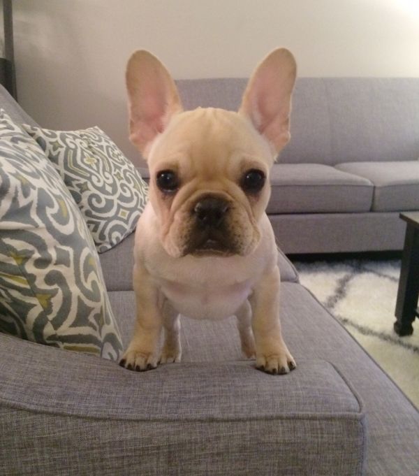 Regalo Bulldog francese cuccioli adorabile cucciolo bulldog francese.